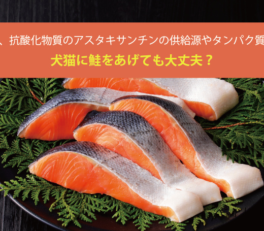 犬猫に鮭をあげても大丈夫 Dha Epa 抗酸化物質のアスタキサンチンの供給源やタンパク質源にもなる ペットレシピ Jp 犬 猫の手作りごはんレシピサイト