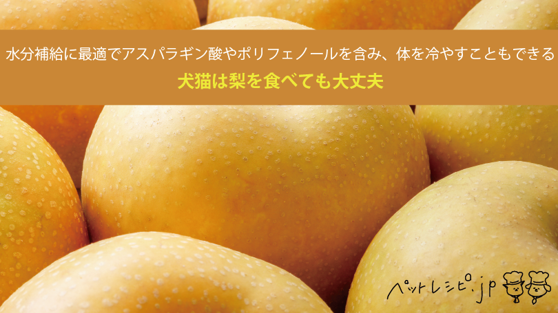 犬猫は梨を食べても大丈夫 水分補給に最適でアスパラギン酸やポリフェノールを含み 体を冷やすこともできる ペットレシピ Jp 犬 猫の手作りごはんレシピサイト