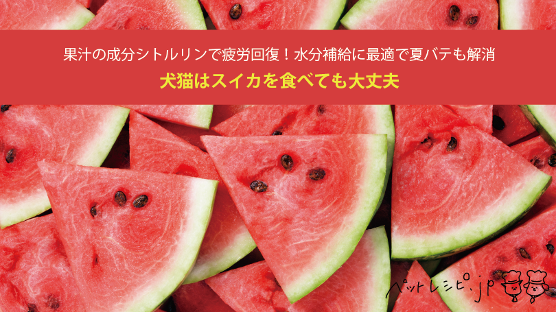 犬猫はスイカを食べても大丈夫 果汁の成分シトルリンで疲労回復 水分補給に最適で夏バテも解消 ペットレシピ Jp