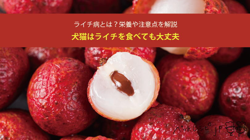 犬猫はライチを食べても大丈夫？ライチ病や栄養、注意点を解説 | ペットフード販売士マッサンの犬猫レシピ