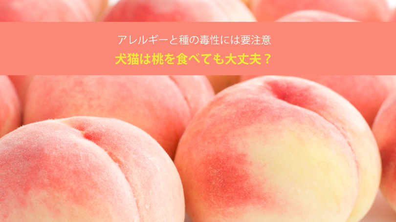 犬猫は桃を食べても大丈夫？アレルギーと種の毒性には要注意