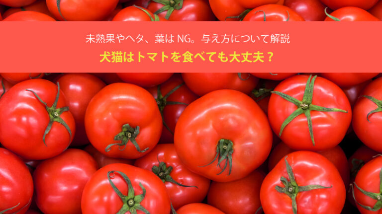 犬猫はトマトを食べても大丈夫？未熟果やヘタ、葉はNG。与え方について解説