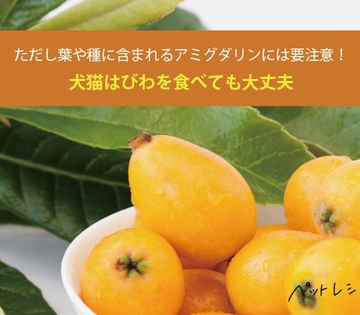 犬猫はびわを食べても大丈夫 ただし葉や種に含まれるアミグダリンには要注意 ペットレシピ Jp 犬猫の手作りごはんレシピサイト