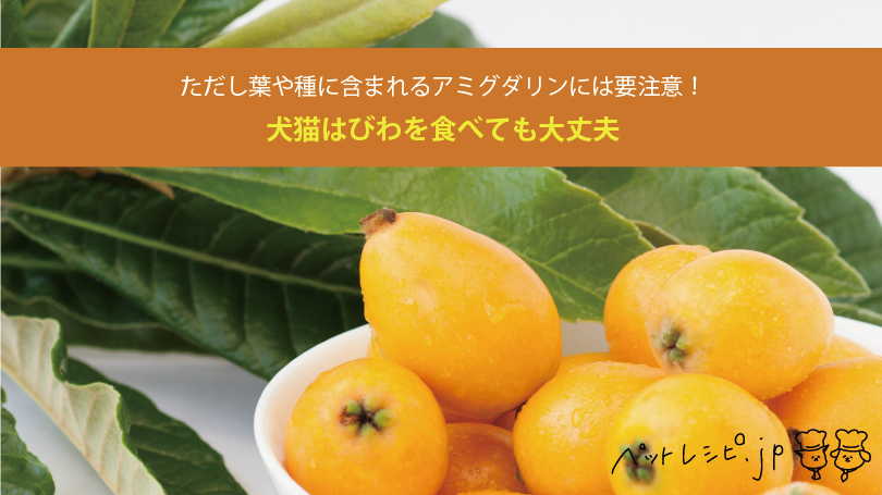 犬猫はびわを食べても大丈夫 ただし葉や種に含まれるアミグダリンには要注意 ペットレシピ Jp 犬猫の手作りごはんレシピサイト