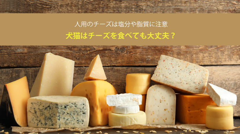 犬猫はチーズを食べても大丈夫？人用のチーズは塩分や脂質に注意