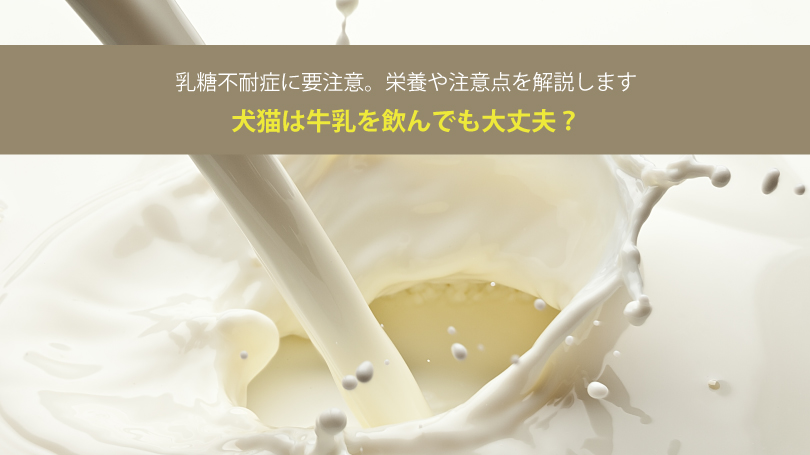 犬猫は牛乳を飲んでも大丈夫？乳糖不耐症に要注意。栄養や注意点を解説します
