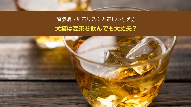 犬猫は麦茶を飲んでも大丈夫？腎臓病・結石リスクと正しい与え方