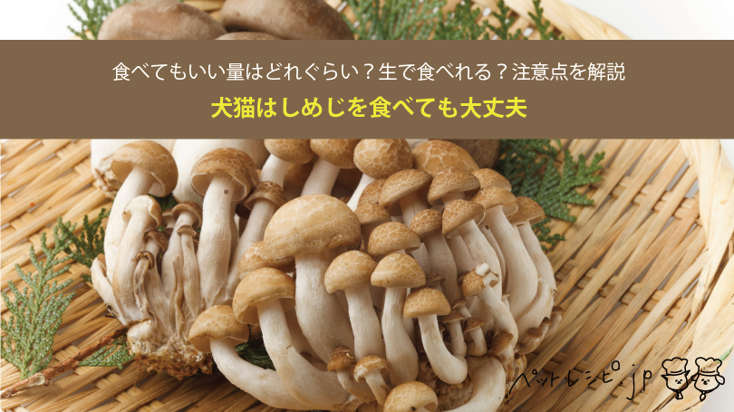 犬猫はしめじを食べても大丈夫！食べてもいい量はどれぐらい？生で食べれる？注意点を解説