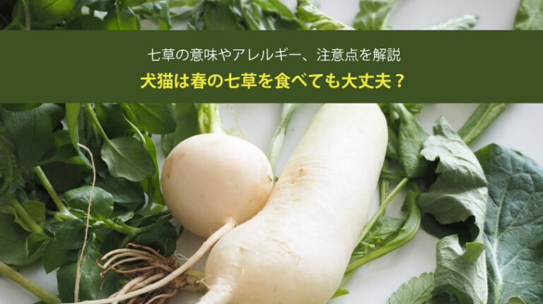 犬猫は春の七草を食べても大丈夫？七草の意味やアレルギー、注意点を解説