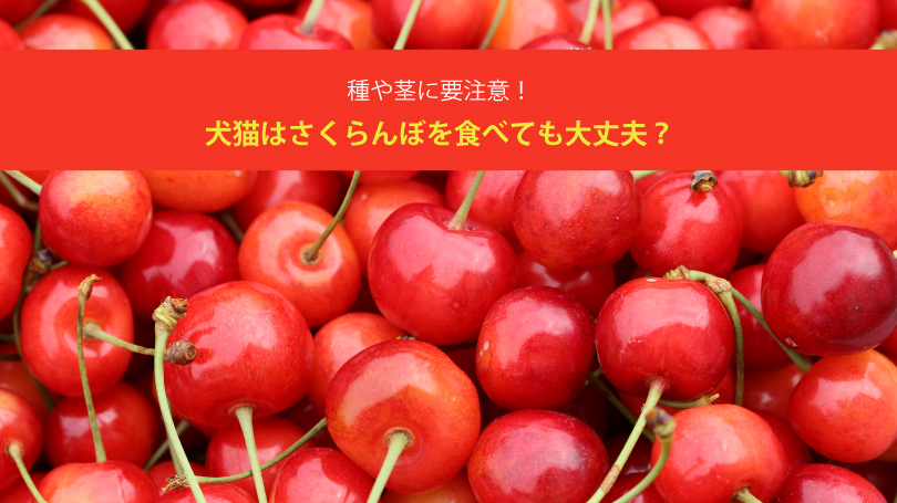 犬猫はさくらんぼを食べても大丈夫？種や茎に要注意！
