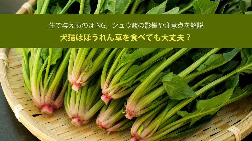 犬猫はほうれん草を食べても大丈夫？生で与えるのはNG。シュウ酸の影響や注意点を解説