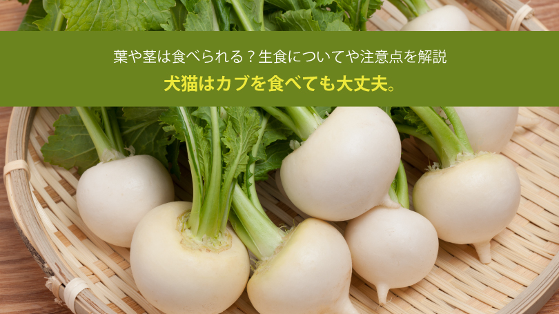 犬猫はカブを食べても大丈夫。葉や茎は食べられる？生食についてや注意点を解説