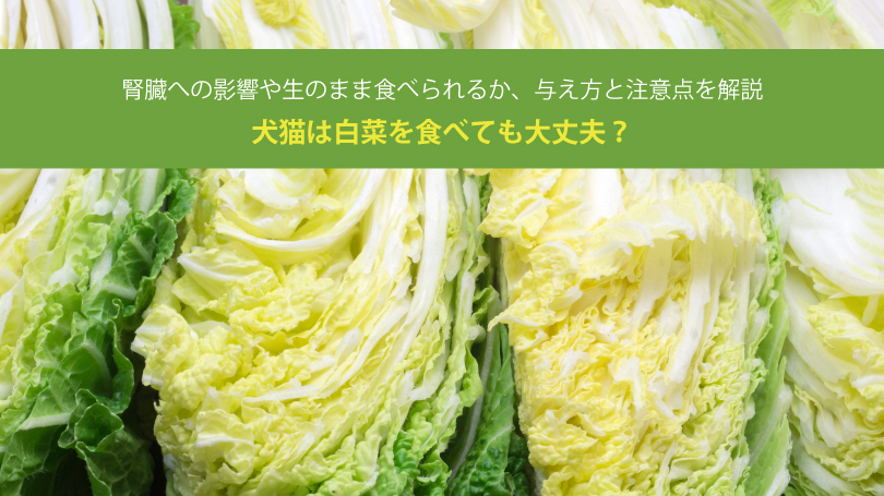 犬猫は白菜を食べても大丈夫？腎臓への影響や生のまま食べられるか、与え方と注意点を解説
