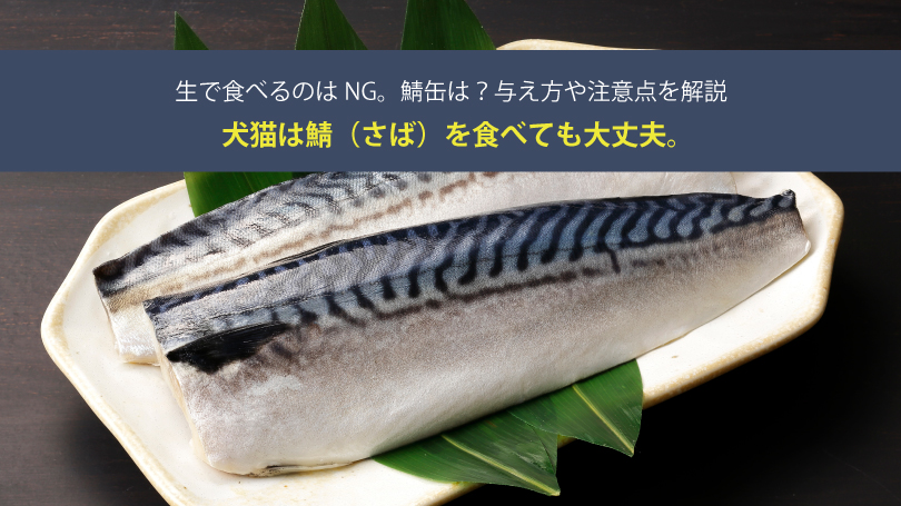 犬猫は鯖（さば）を食べても大丈夫。生で食べるのはNG。鯖缶は？与え方や注意点を解説