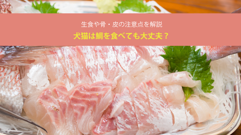 犬猫は鯛を食べても大丈夫？生食や骨・皮の注意点を解説