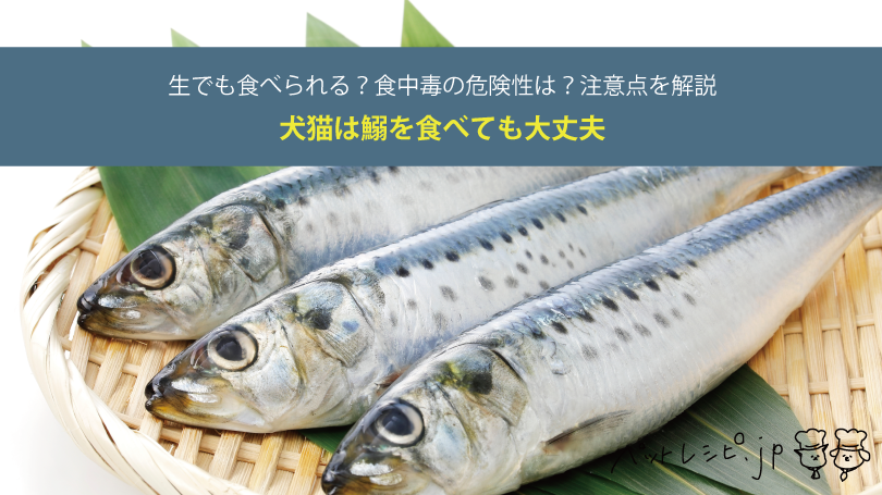 犬猫は鰯（イワシ）を食べても大丈夫。生でも食べられる？食中毒の危険性は？注意点を解説 | ペットフード販売士マッサンの犬猫レシピ