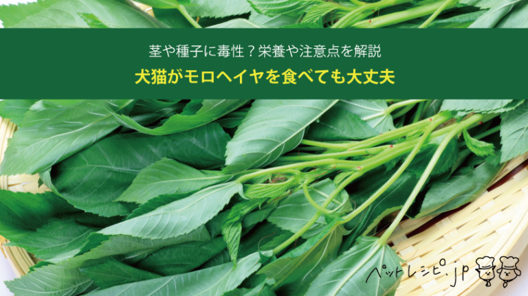 犬猫がモロヘイヤを食べても大丈夫？茎や種子に毒性？栄養や注意点を解説