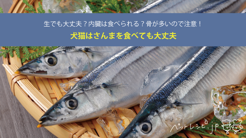 犬猫はさんまを食べても大丈夫！生でも大丈夫？内臓は食べられる？骨が多いので注意！