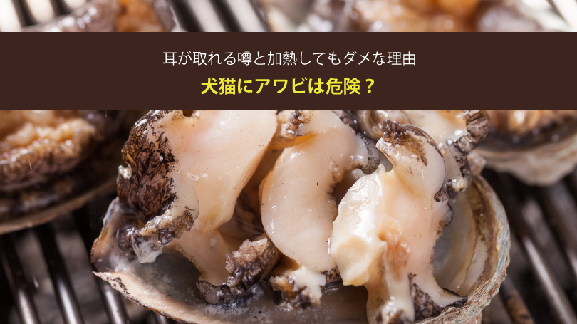 犬猫にアワビは危険？耳が取れる噂と加熱してもダメな理由