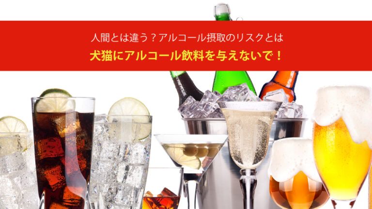 犬猫にアルコール飲料を与えないで！人間とは違う？アルコール摂取のリスクとは