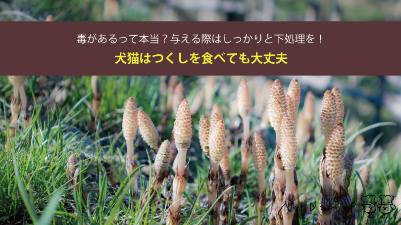犬猫はつくしを食べても大丈夫！毒があるって本当？与える際はしっかりと下処理を！