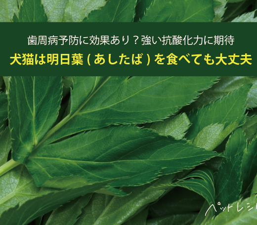 犬猫は明日葉(あしたば)を食べても大丈夫！歯周病予防に効果あり？強い