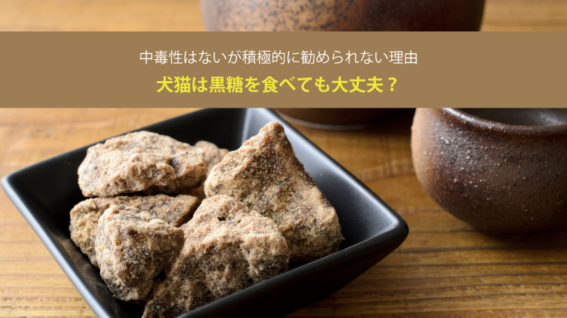 犬猫は黒糖を食べても大丈夫？中毒性はないが積極的に勧められない理由