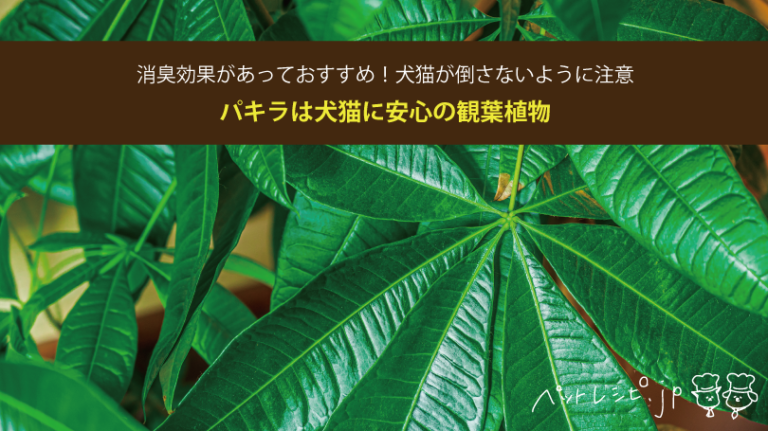 パキラは犬猫に安心の観葉植物！消臭効果があっておすすめ！犬猫が倒さないように注意