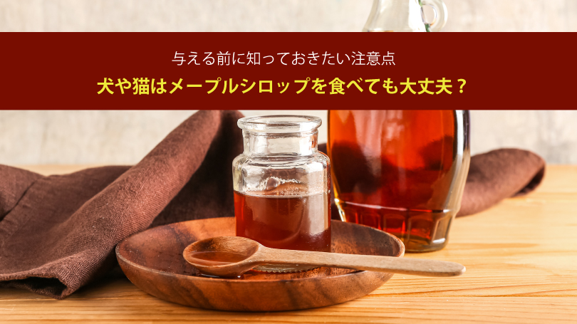 犬や猫はメープルシロップを食べても大丈夫？与える前に知っておきたい注意点