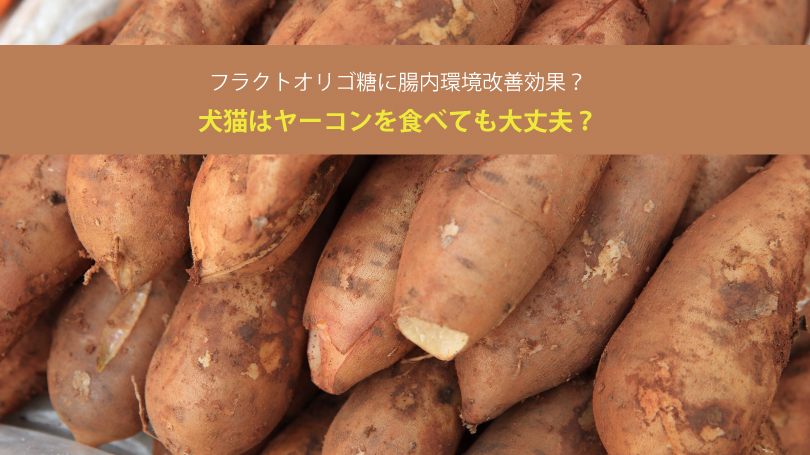 犬猫はヤーコンを食べても大丈夫？フラクトオリゴ糖に腸内環境改善効果？