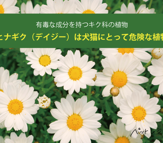 ヒナギク（デイジー）は犬猫にとって危険な植物！有毒な成分を持つキク