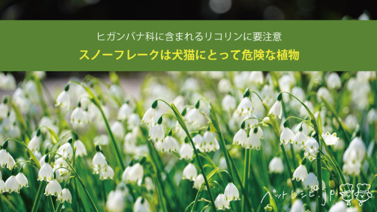 スノーフレークは犬猫にとって危険な植物！ヒガンバナ科に含まれるリコリンに要注意