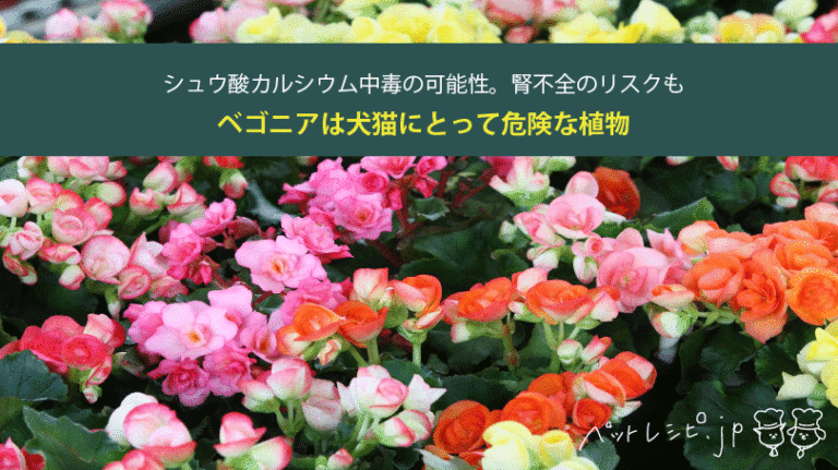 ベゴニアは犬猫にとって危険な植物！シュウ酸カルシウム中毒の可能性。腎不全のリスクも