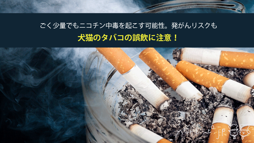 犬猫のタバコの誤飲に注意！ごく少量でもニコチン中毒を起こす可能性。発がんリスクも