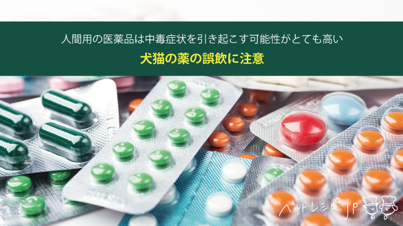 犬猫の薬の誤飲に注意！人間用の医薬品は中毒症状を引き起こす可能性がとても高い