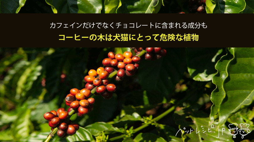 コーヒーの木は犬猫にとって危険な植物！カフェインだけでなくチョコレートに含まれる成分も