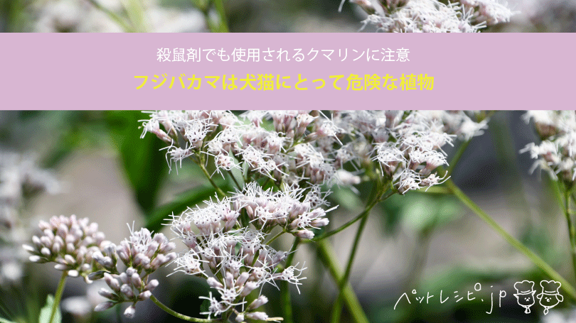 フジバカマは犬猫にとって危険な植物。殺鼠剤でも使用されるクマリンに注意