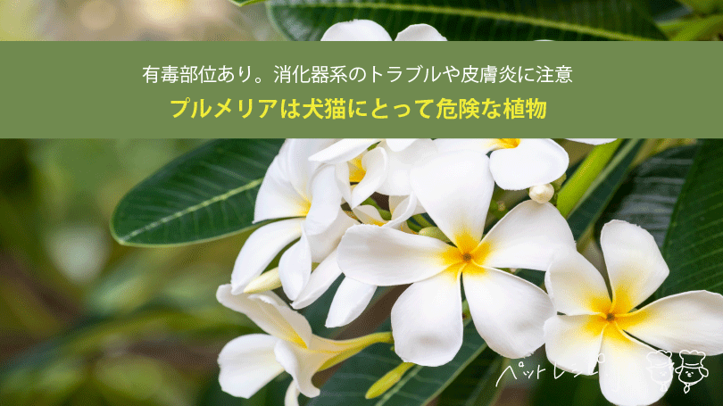 プルメリアは犬猫にとって危険な植物。有毒部位あり。消化器系のトラブルや皮膚炎に注意