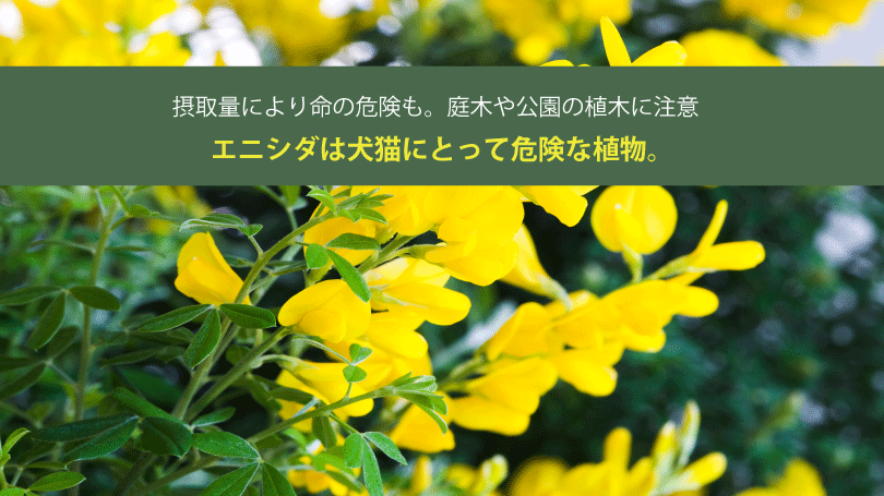 エニシダは犬猫にとって危険な植物。摂取量により命の危険も。庭木や公園の植木に注意