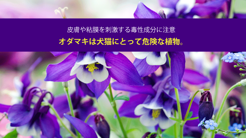 オダマキは犬猫にとって危険な植物。皮膚や粘膜を刺激する毒性成分に注意