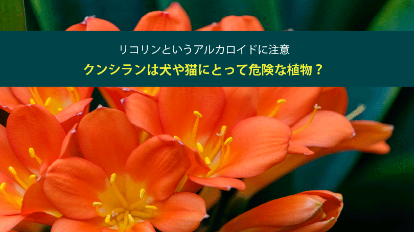 クンシランは犬や猫にとって危険な植物？リコリンというアルカロイドに注意