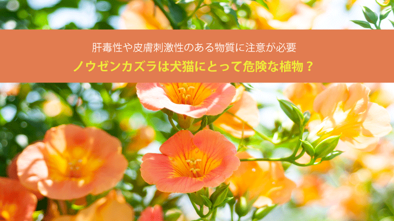 ノウゼンカズラは犬猫にとって危険な植物？肝毒性や皮膚刺激性のある物質に注意が必要