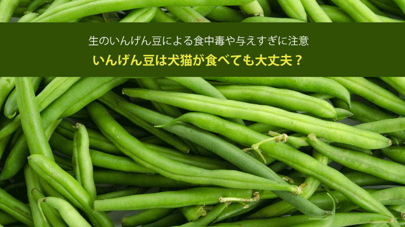 いんげん豆は犬猫が食べても大丈夫？生のいんげん豆による食中毒や与えすぎに注意