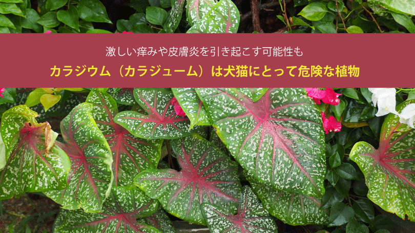 カラジウム（カラジューム）は犬猫にとって危険な植物。激しい痒みや皮膚炎を引き起こす可能性も