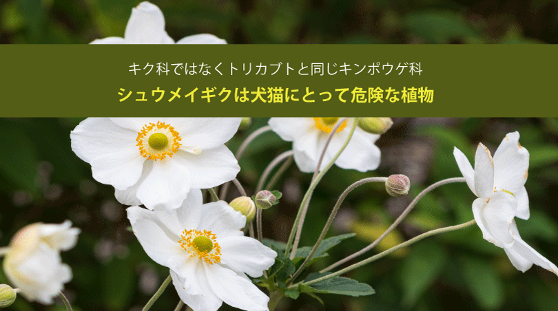 シュウメイギクは犬猫にとって危険な植物。キク科ではなくトリカブトと同じキンポウゲ科