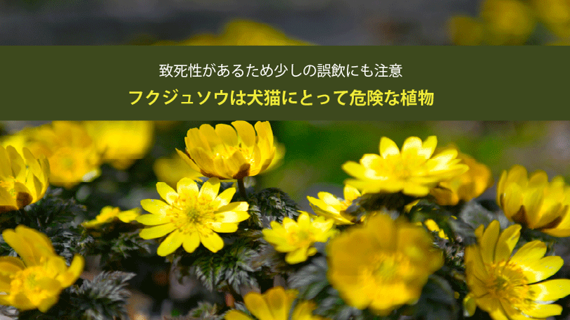 フクジュソウは犬猫にとって危険な植物。致死性があるため少しの誤飲にも注意