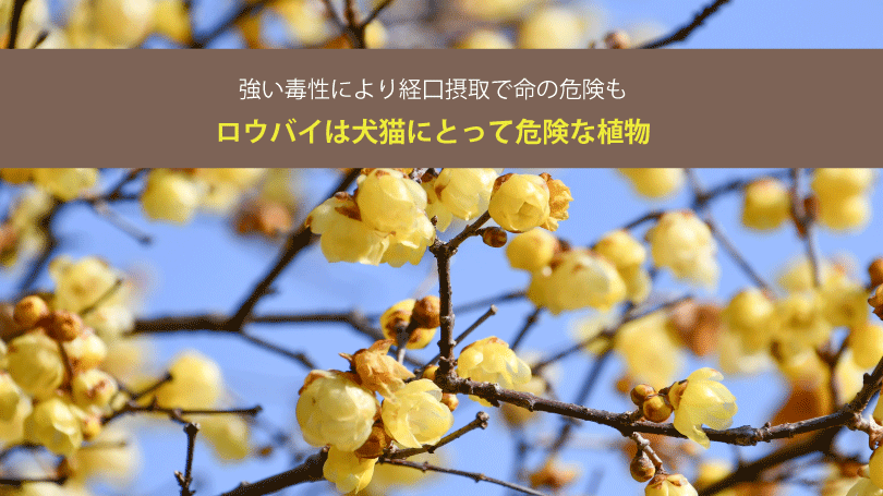 ロウバイは犬猫にとって危険な植物。強い毒性により経口摂取で命の危険も