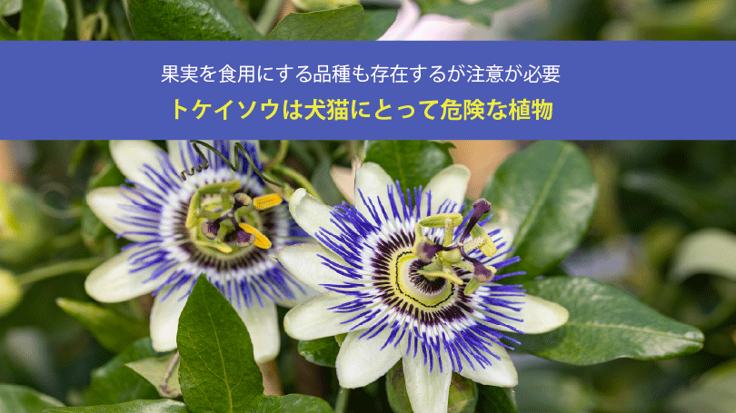 トケイソウは犬猫にとって危険な植物。果実を食用にする品種も存在するが注意が必要