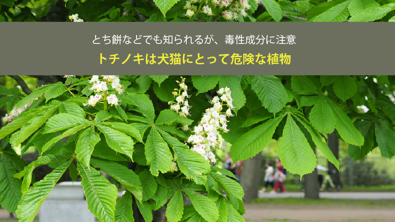 トチノキは犬猫にとって危険な植物？とち餅などでも知られるが、毒性成分に注意