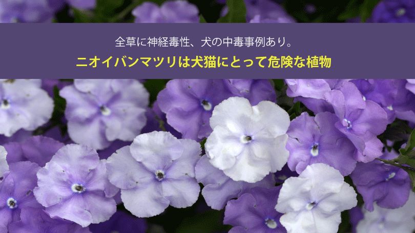 ニオイバンマツリは犬猫にとって危険な植物。全草に神経毒性、犬の中毒事例あり。